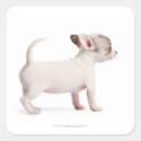 Search for chihuahua puppies stickers Dog