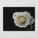 Search for copy space postcards White