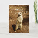 Search for meerkat cards Nature