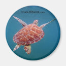 Search for underwater magnets Turtle