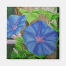 Search for morning glory magnets Blue