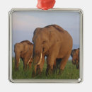 Search for indian elephant christmas tree decorations Uttaranchal
