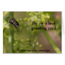 Search for fly photography Insects