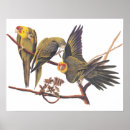 Search for endangered birds posters Nature