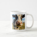 Search for grazing mugs Rural scene