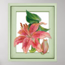 Search for stargazer lily posters Garden