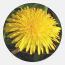 Search for dandelion stickers Lovely