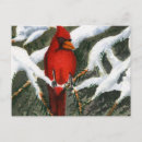 Search for animals postcards Ocean life