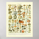 Search for adolphe millot posters Mushroom