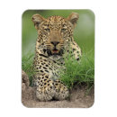 Search for panthera magnets Looking at camera