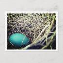 Search for robin egg postcards Bird