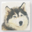 Search for siberian coasters Pets