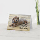 Search for doxies photography Puppy