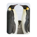 Search for fun penguins magnets Funny