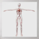 Search for medical illustration posters White background