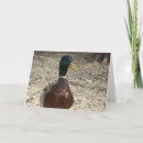 Search for mallards note cards Photography