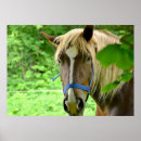 Search for drafting posters Equine