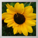 Search for sunflowers nature flowers floral posters Garden