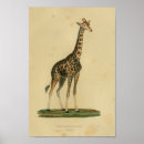 Search for vintage giraffe art Animal