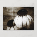 Search for echinacea Vintage