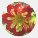Search for dahlia stickers Nature