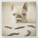Search for canines barware Baby animals