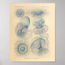 Search for ernst haeckel posters Jellyfish