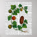 Search for squash posters Animals