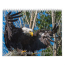 Search for birds of prey calendars Raptor