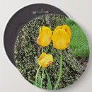 Search for tulip photos badges Tulips