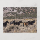Search for mustang wild horses postcards Desert