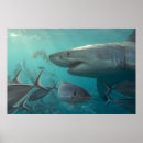 Search for great white shark posters Fish