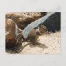 Search for cute squirrel pictures postcards Rodent