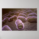 Search for microscopic posters Bacterium