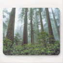Search for redwood mousepads Nature