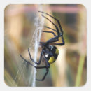 Search for black spider web stickers Insect