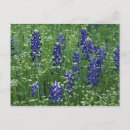 Search for buchanan postcards Colourful