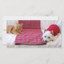 Search for white cat christmas cards Dog