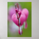 Search for bleeding hearts posters Pink