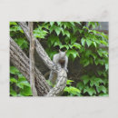 Search for grey squirrel postcards Cute
