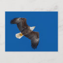 Search for eagle sky postcards Raptor