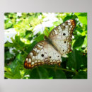 Search for tropical butterfly posters Flower