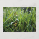 Search for dew drops postcards Water