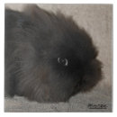 Search for dwarf tiles Rabbit
