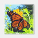 Search for monarch butterfly magnets Colourful