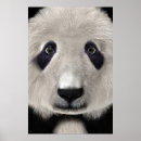 Search for panda head posters Bear