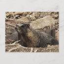Search for grumpy postcards Animal