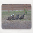 Search for baldeagle Nature