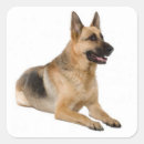 Search for german shepherd puppy stickers Puppies