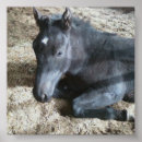 Search for draught posters Equine